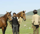 Horses (Cavalli)
