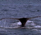 La balena di Rossellini