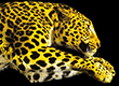 Selections for Locarno in June