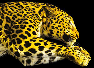 Selections for Locarno in April