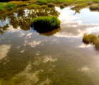 The Onara marshes park (Il parco della palude di Onara)