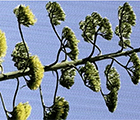 Plant X