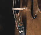 Storia di un violino e del suo albero