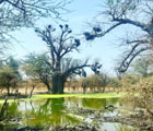 The olive tree and the baobab (L'ulivo e il baobab)