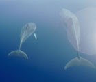 Symbiosis