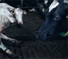 Food for profit