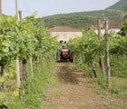 Avvino