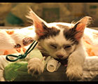 Other animals (Altri animali)