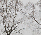Soul of the seasons (Lo spirito delle stagioni)