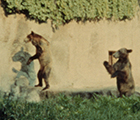We are animals