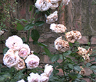 Rosicidio