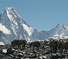 Sadpara