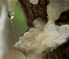 Manna Man - Story of a resilient mannaluoro (Manna Man - Storia di un mannaluoro resistente)