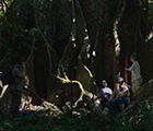 Far from the trees (Lejos de los árboles)